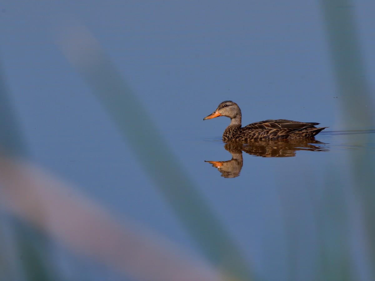 Mexican Duck - ML644480895