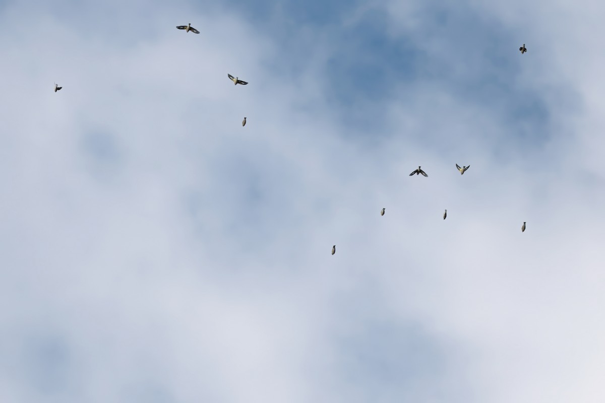 キビタイシメ - ML644480896