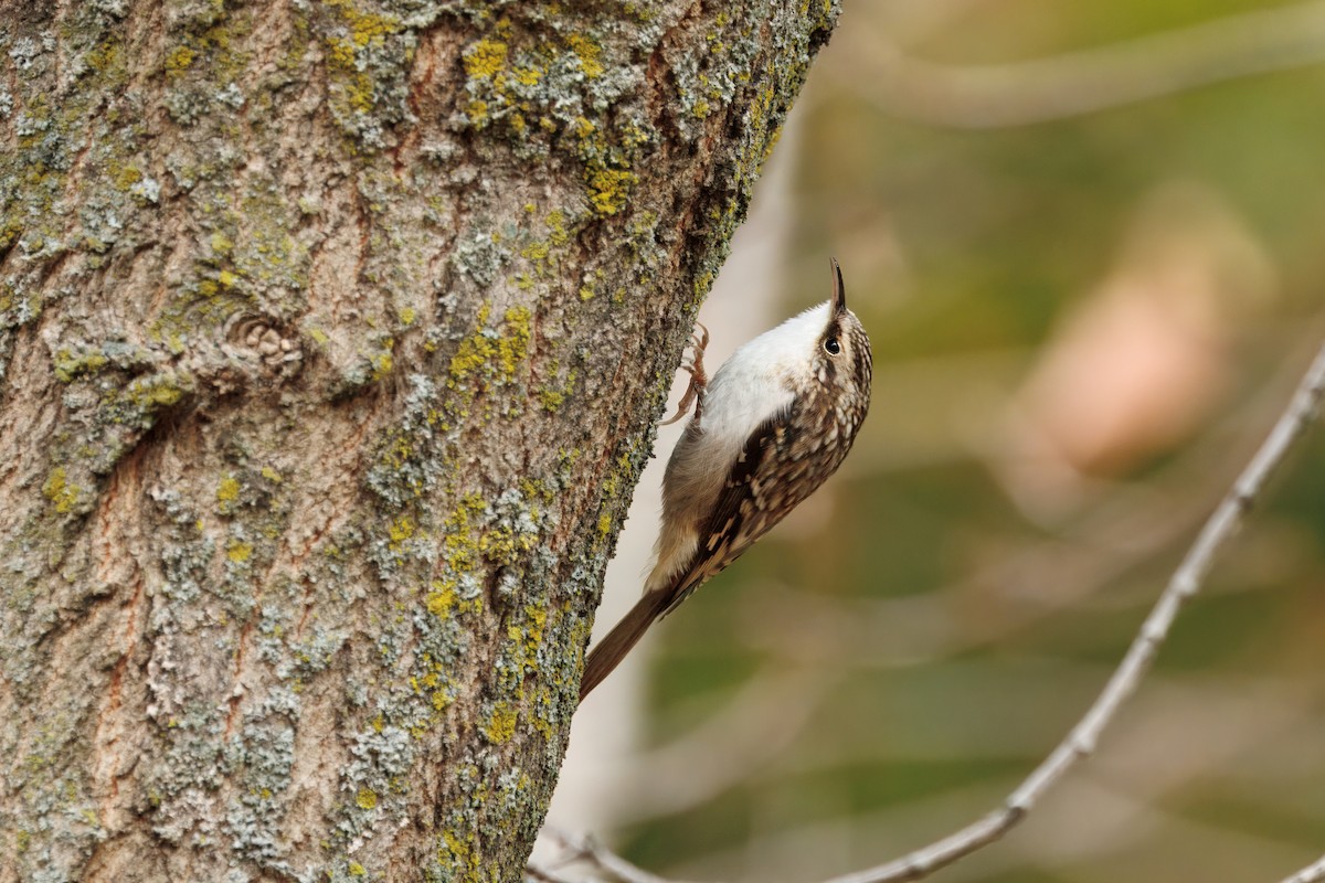 Brown Creeper - ML644480901