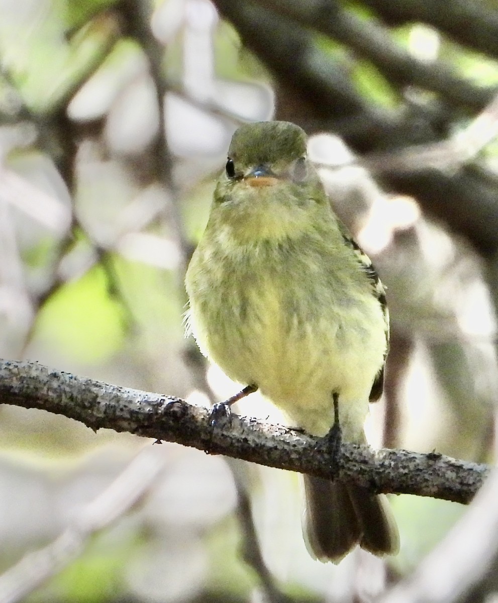 Mosquero Ventriamarillo - ML644480902