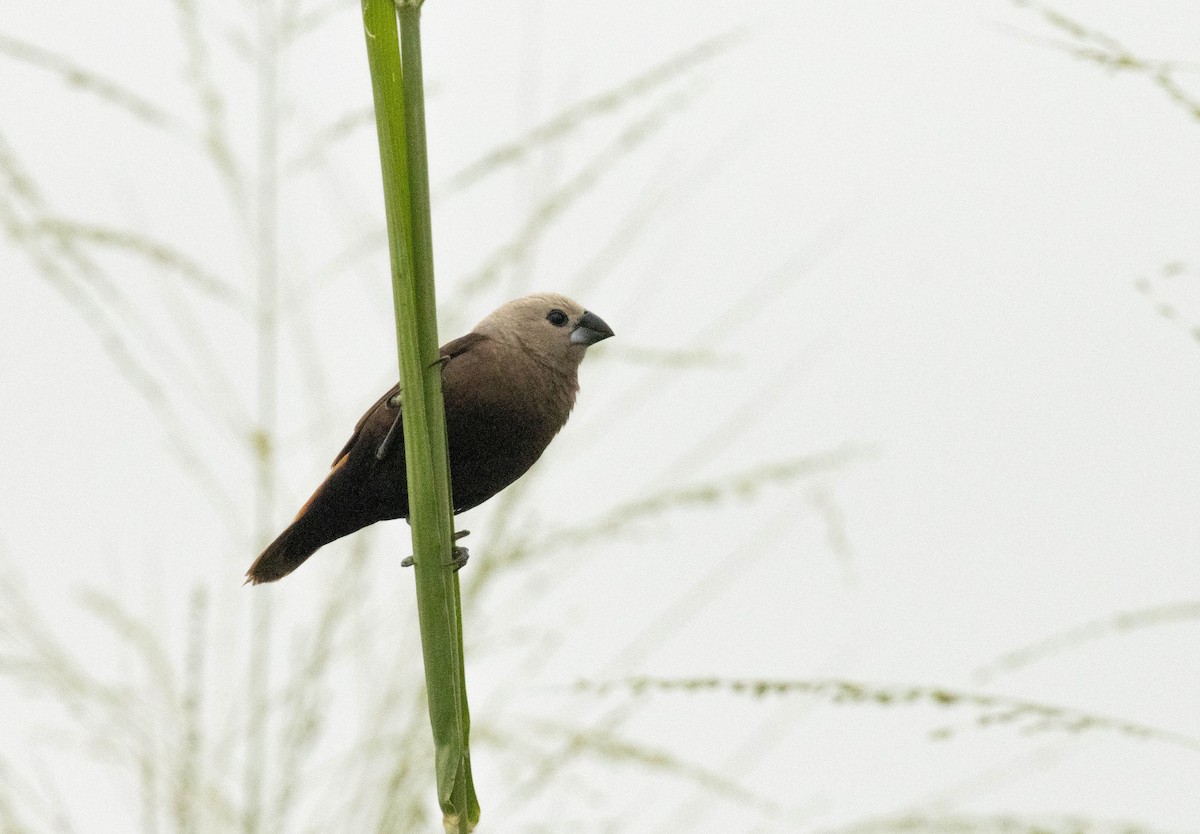 Gri Başlı Munya - ML644480910