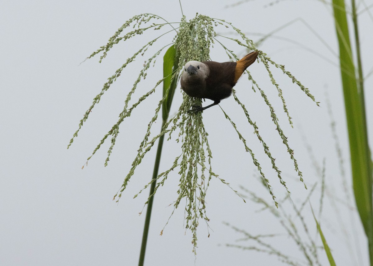 Gri Başlı Munya - ML644480911