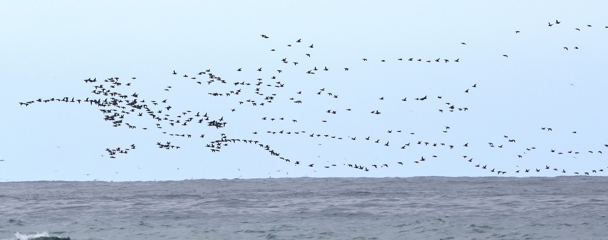 Macreuse à front blanc - ML644480913