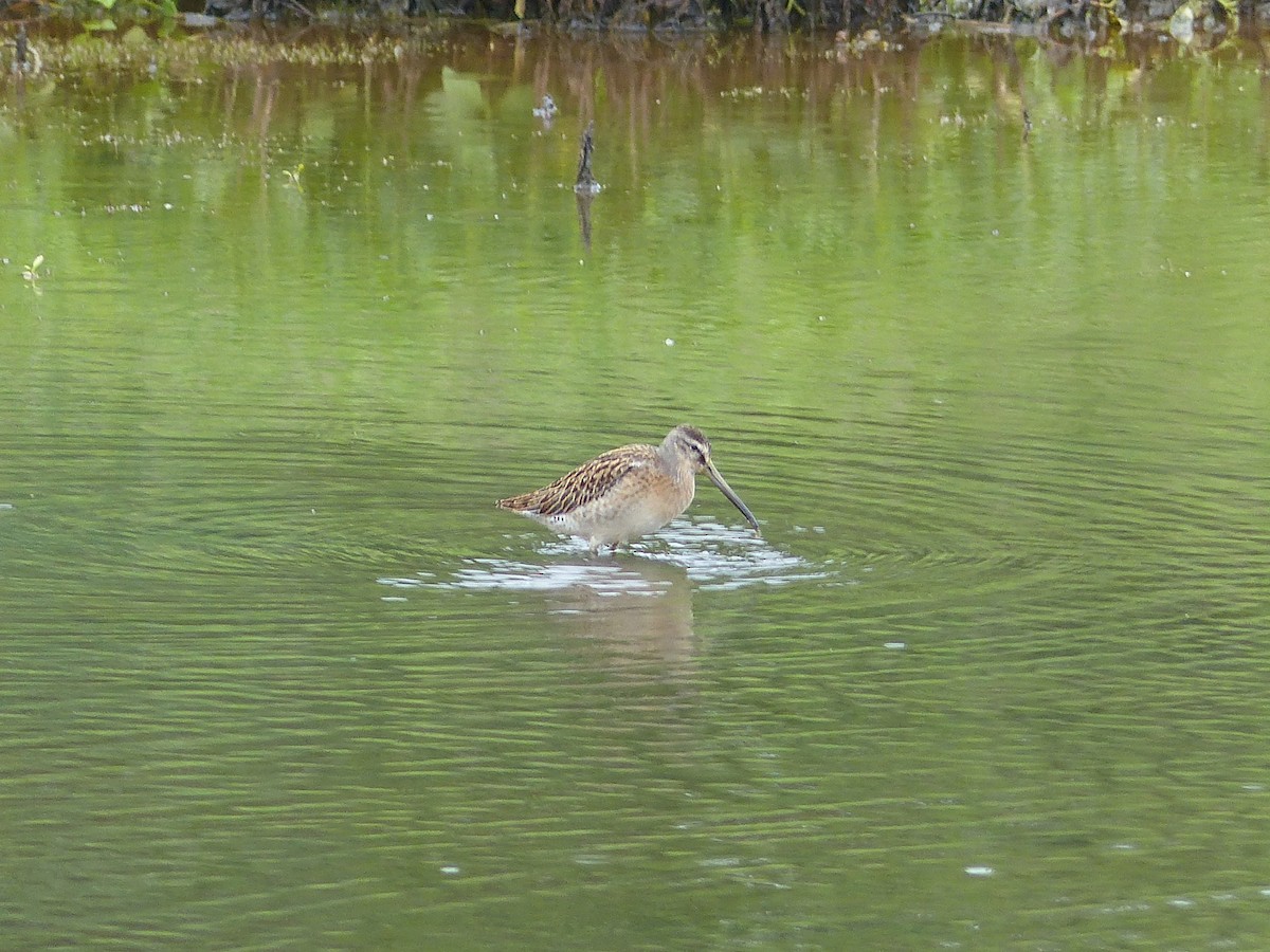 Short-billed Dowitcher - ML644480930