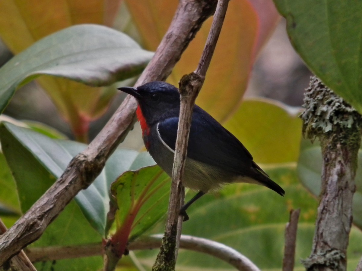 Black-sided Flowerpecker - ML644480939
