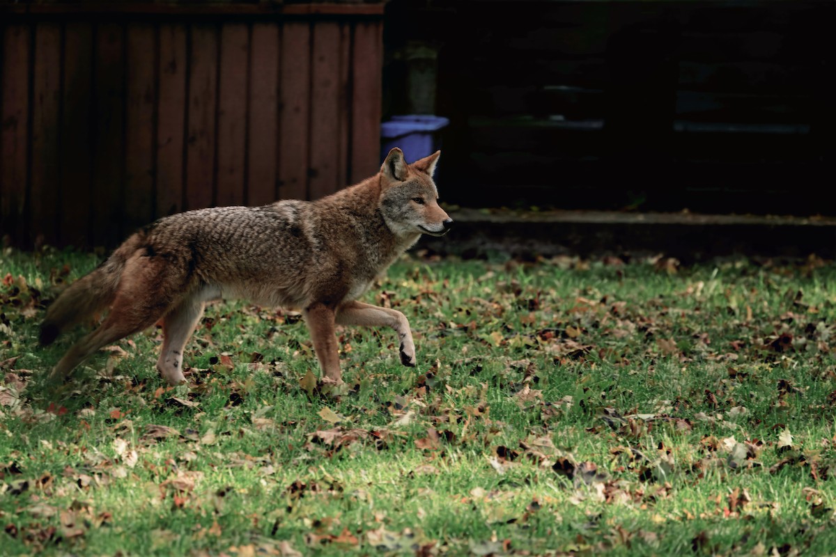 Coyote - ML644480940