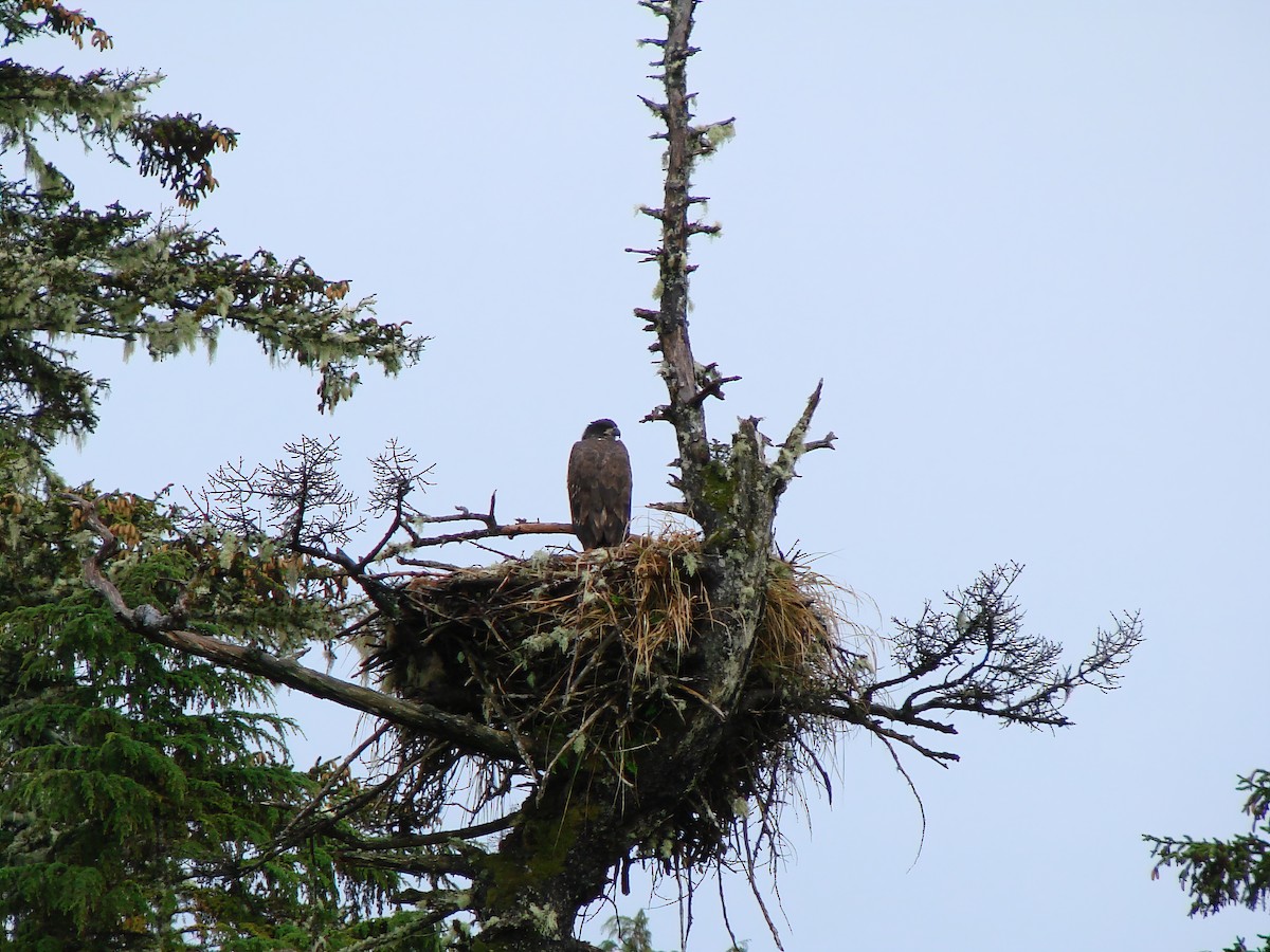 hvithodehavørn - ML644480945