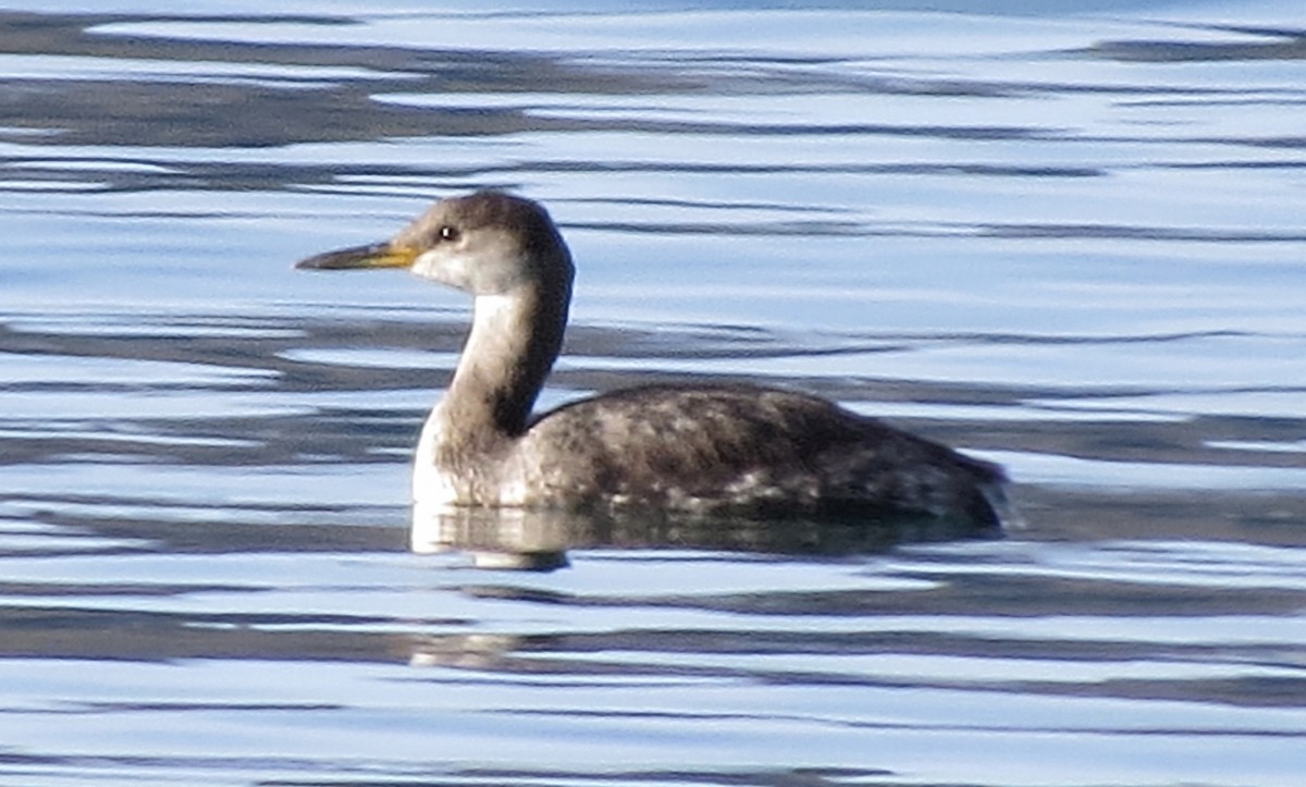 Somormujo Cuellirrojo - ML644480946