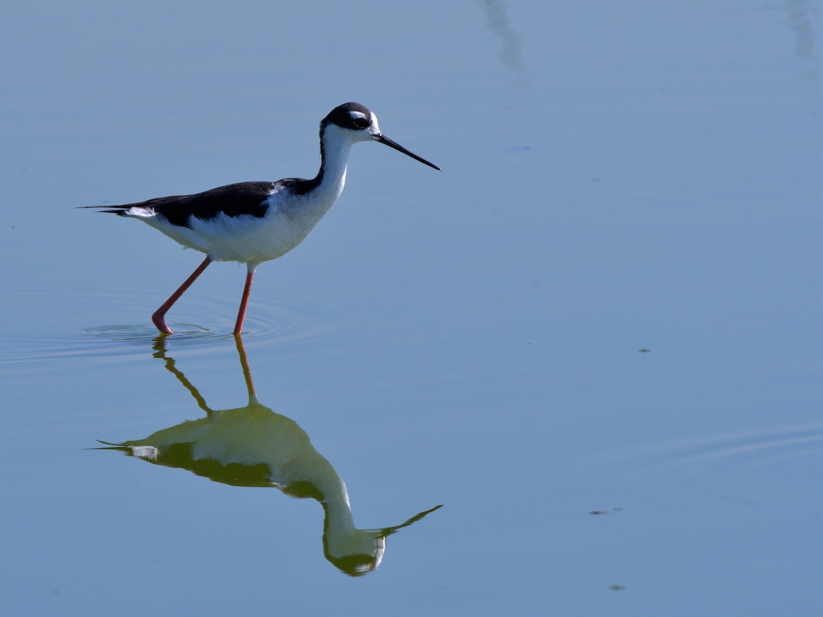Schwarznacken-Stelzenläufer - ML644480949