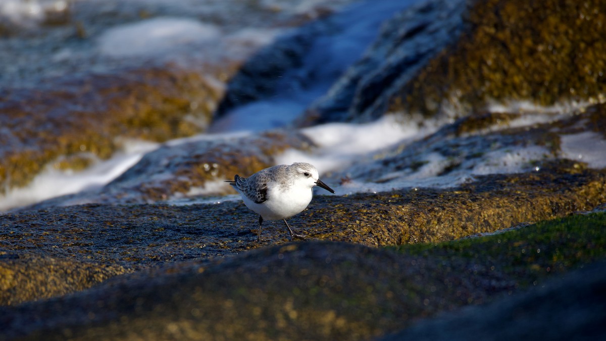 Гурвалж элсэг - ML644480951