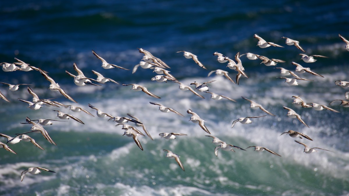 Гурвалж элсэг - ML644480952