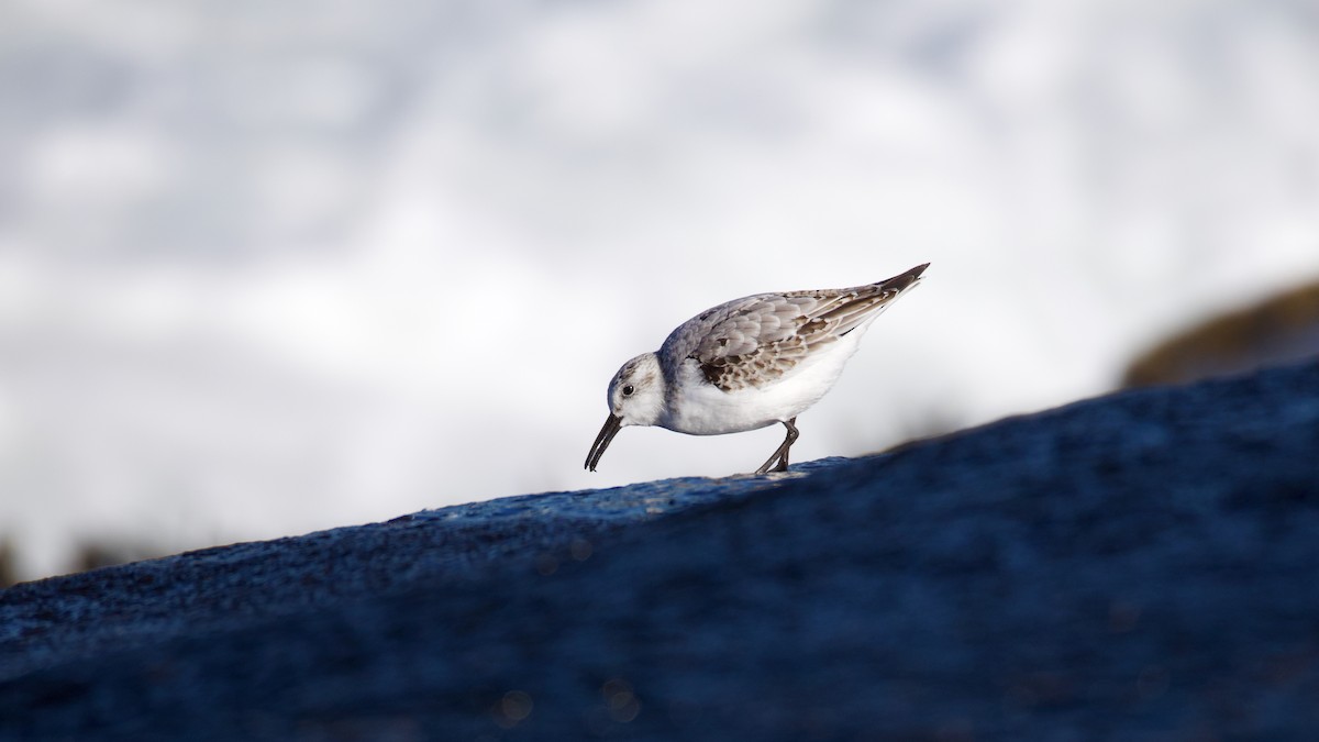 Гурвалж элсэг - ML644480958