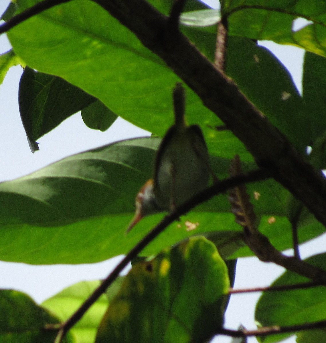 Dark-necked Tailorbird - ML644480959
