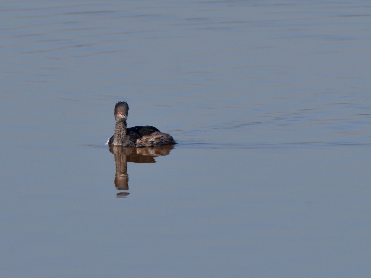 Eared Grebe - ML644480962