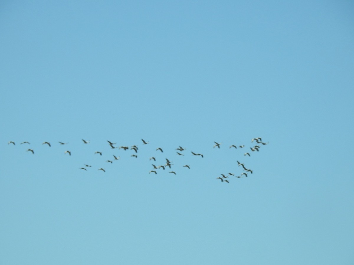 Sandhill Crane - ML644480974