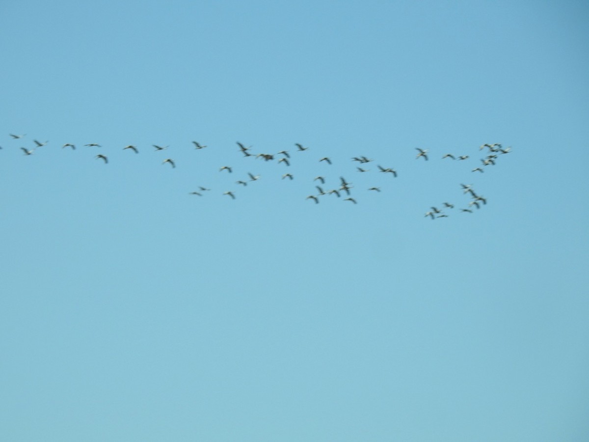 Sandhill Crane - ML644480979