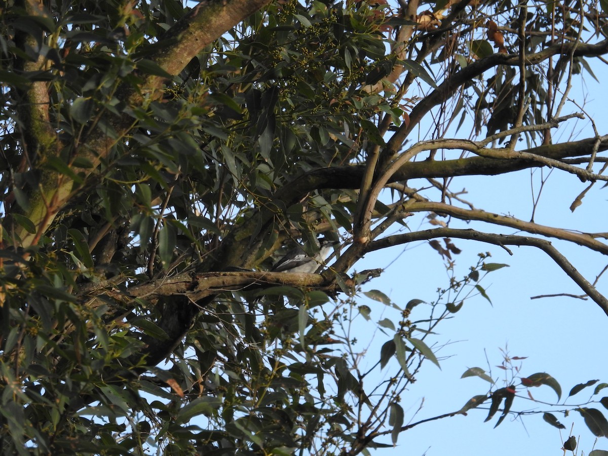 ハイイロモズガラス - ML644480982