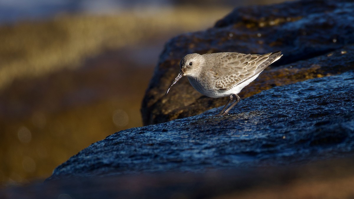 Чернозобик - ML644480983