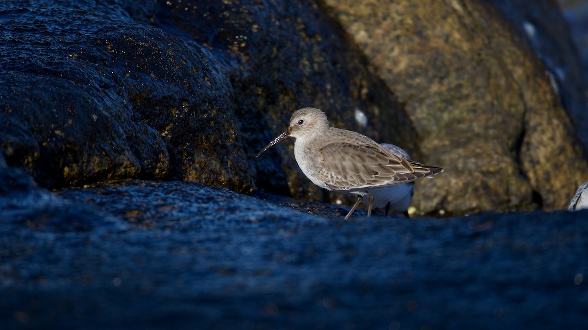 Чернозобик - ML644480984