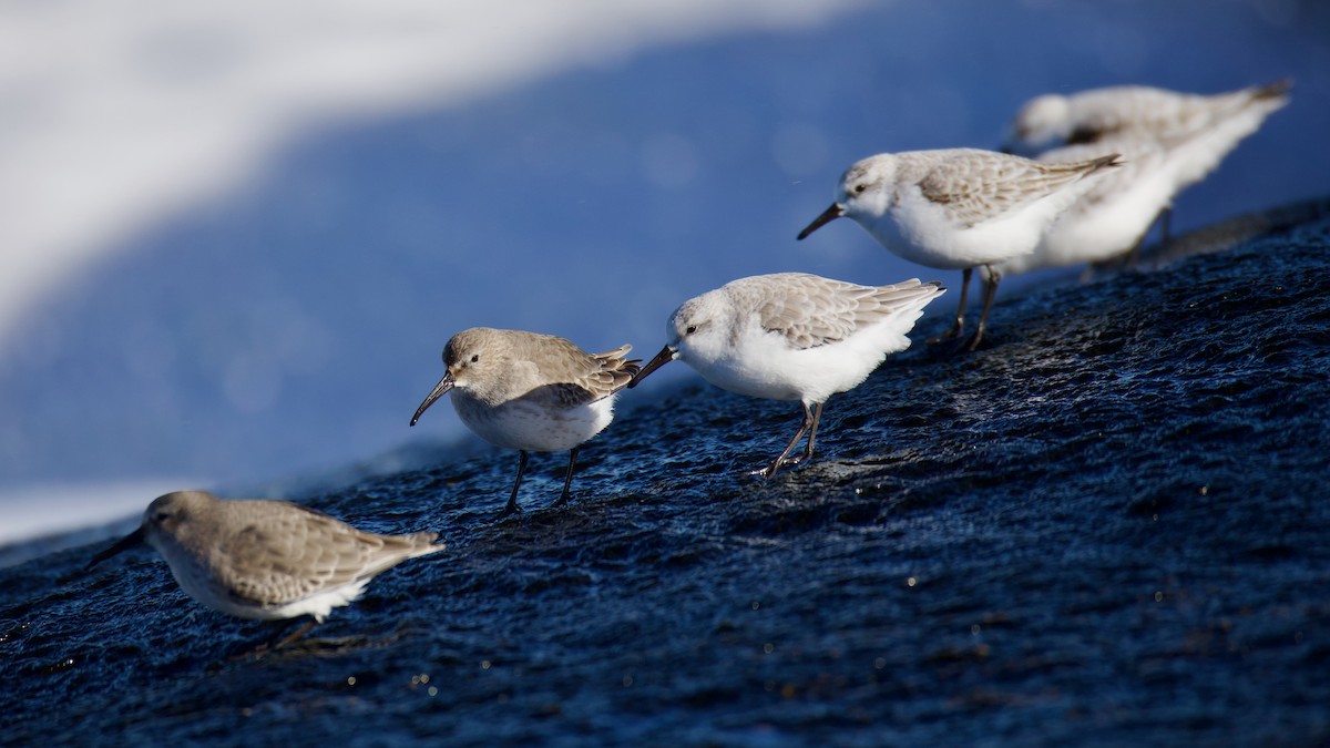 Чернозобик - ML644480985