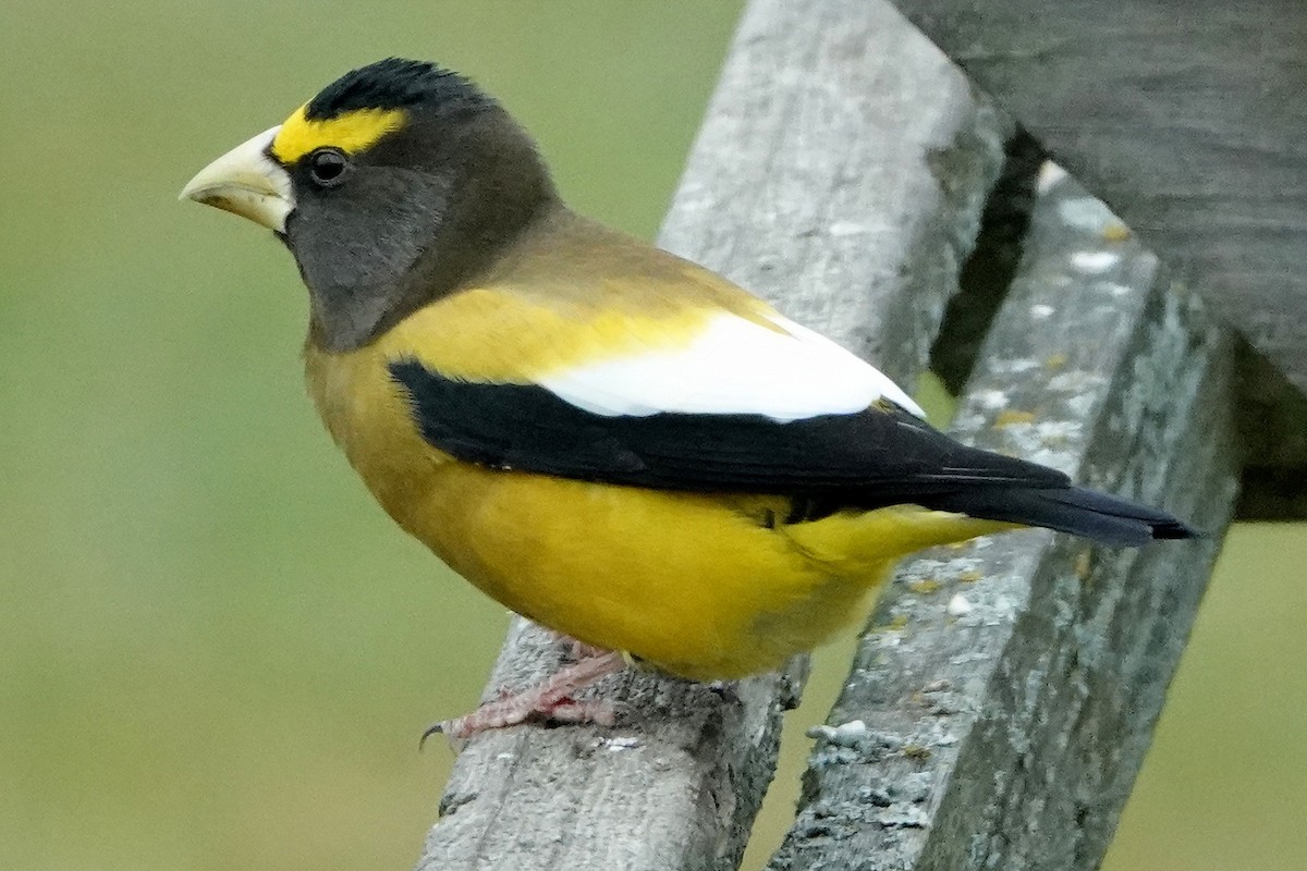 キビタイシメ - ML644480991