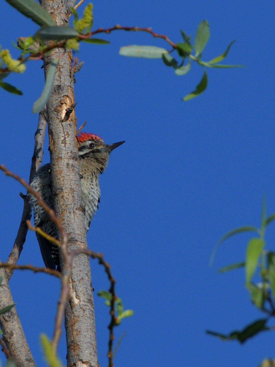 Ladder-backed Woodpecker - ML644480996