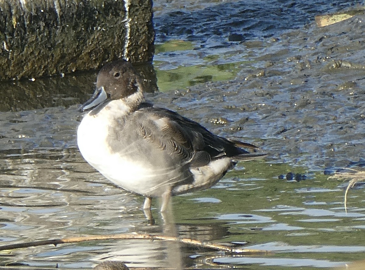 Northern Pintail - ML644481022