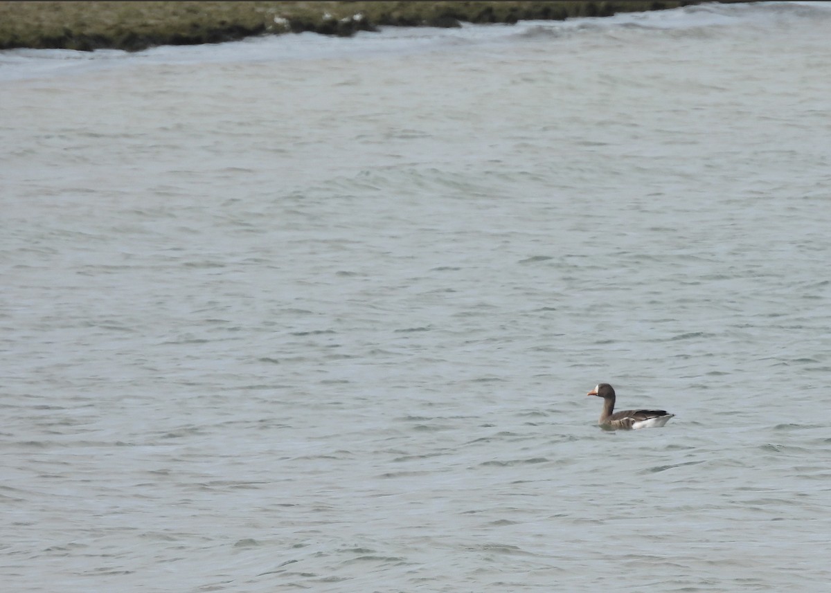 Greater White-fronted Goose - ML644481027