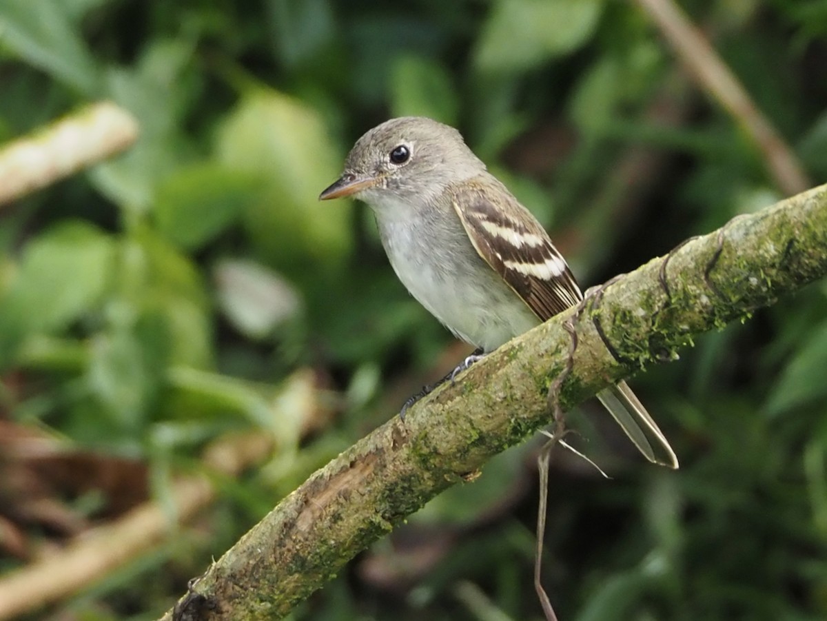 Acadian Flycatcher - ML644481029