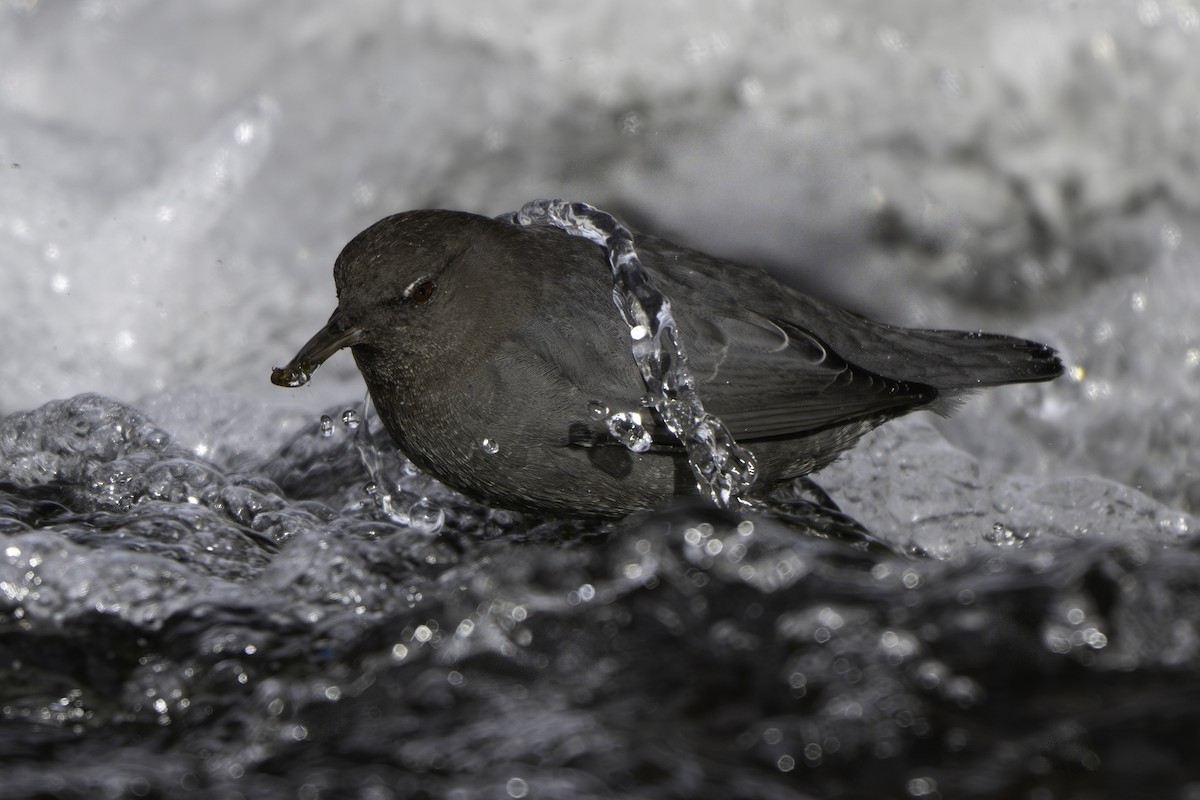 Серая оляпка - ML644481032