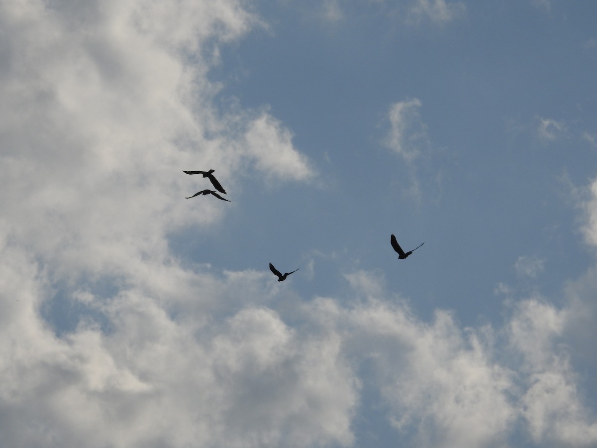 Torresian Crow - ML644481040