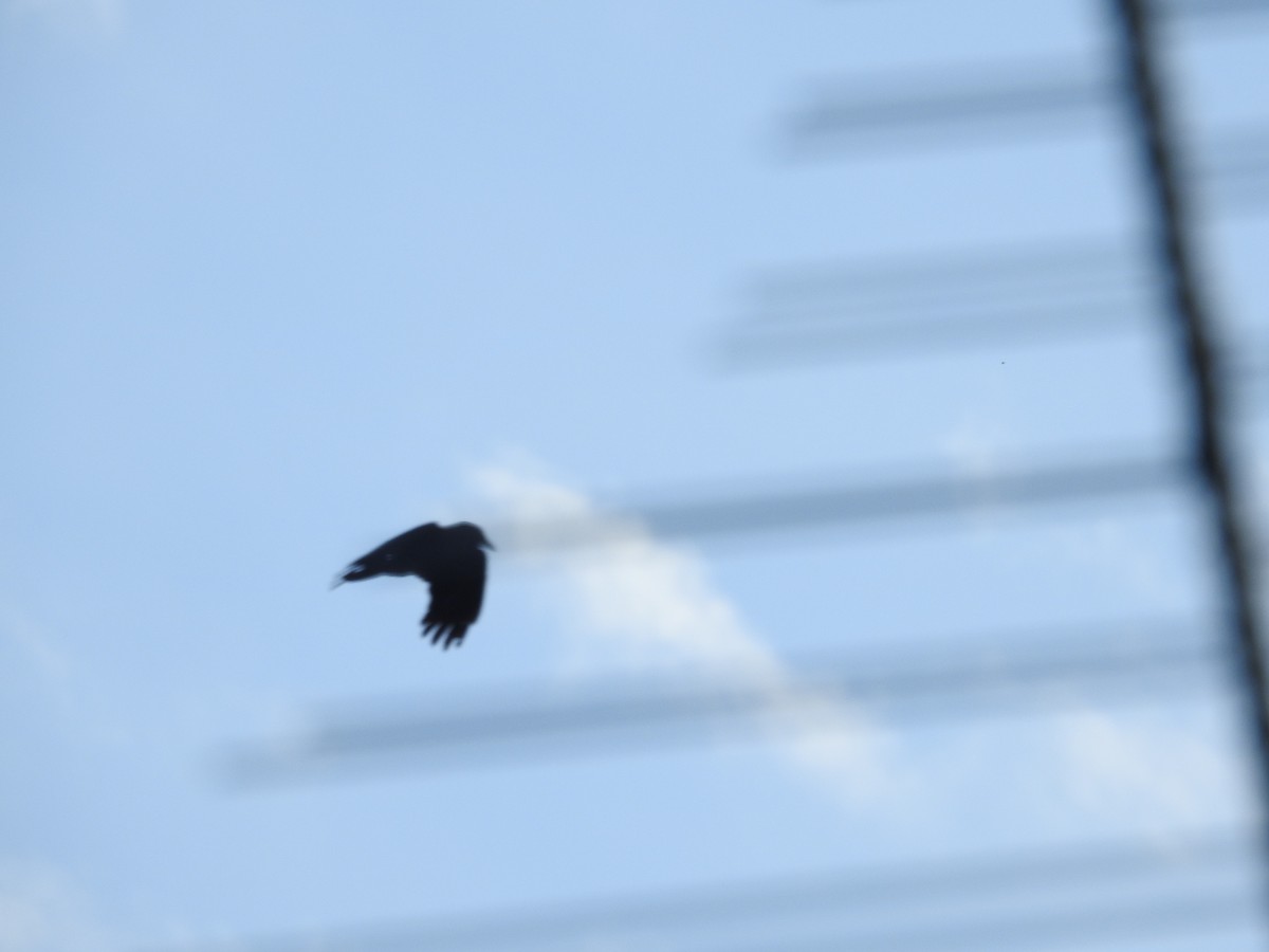 Torresian Crow - ML644481041