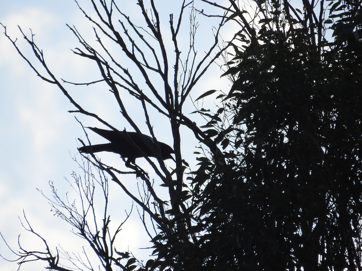 Torresian Crow - ML644481042