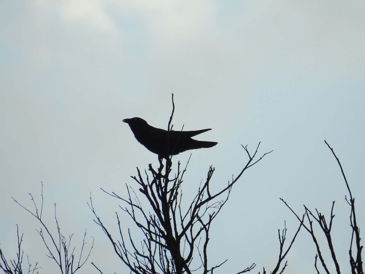 Torresian Crow - ML644481043