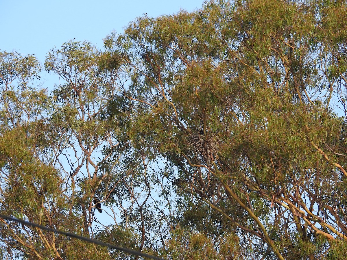 Torresian Crow - ML644481044