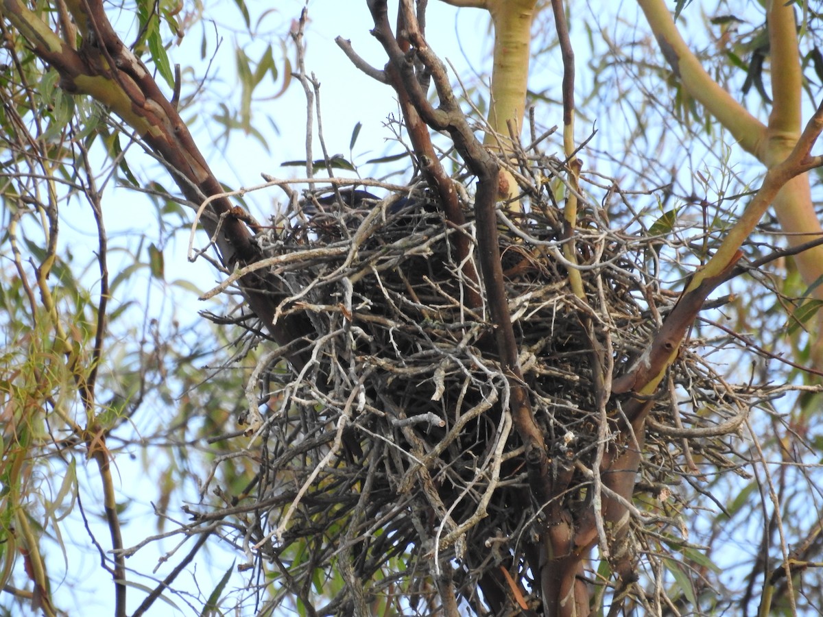 Torresian Crow - ML644481045