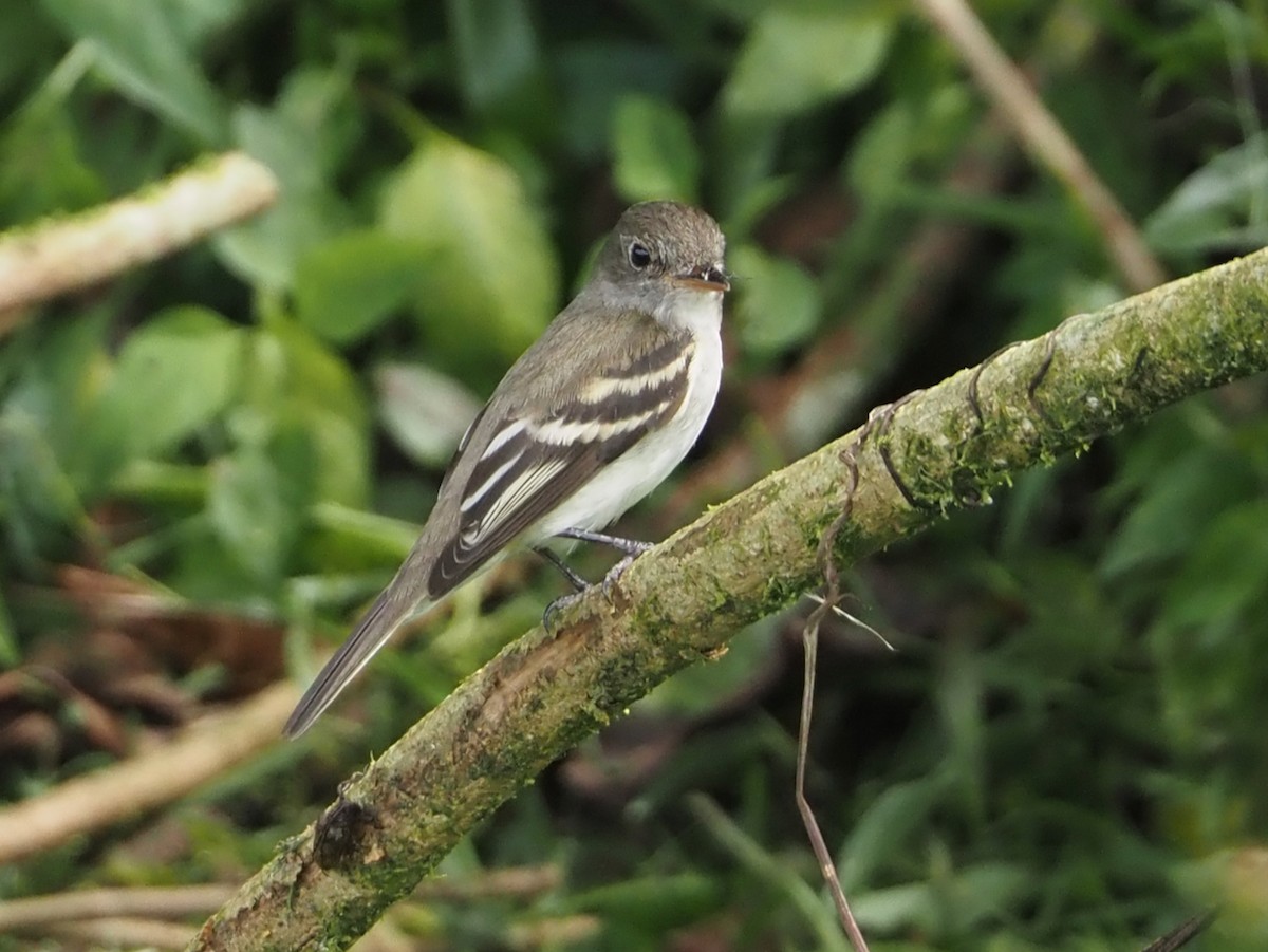 Acadian Flycatcher - ML644481047