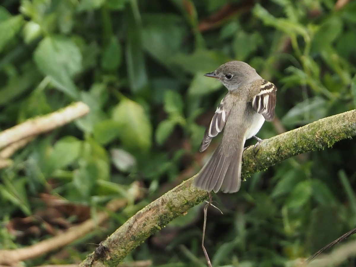 Acadian Flycatcher - ML644481048
