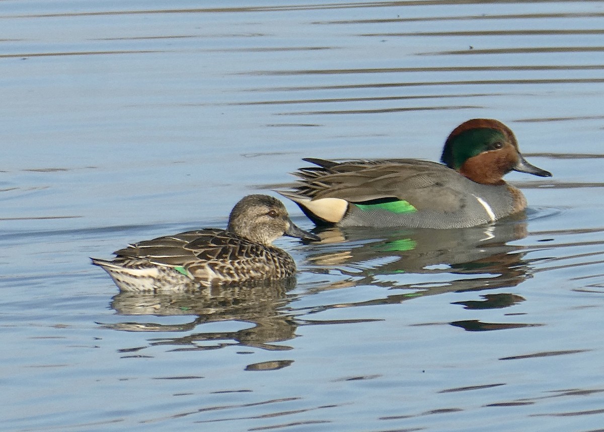 Green-winged Teal - ML644481050