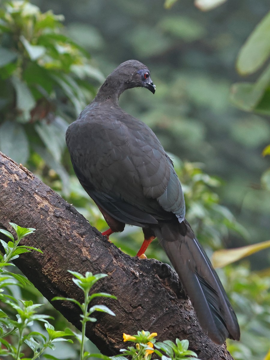 Sickle-winged Guan - ML644481053