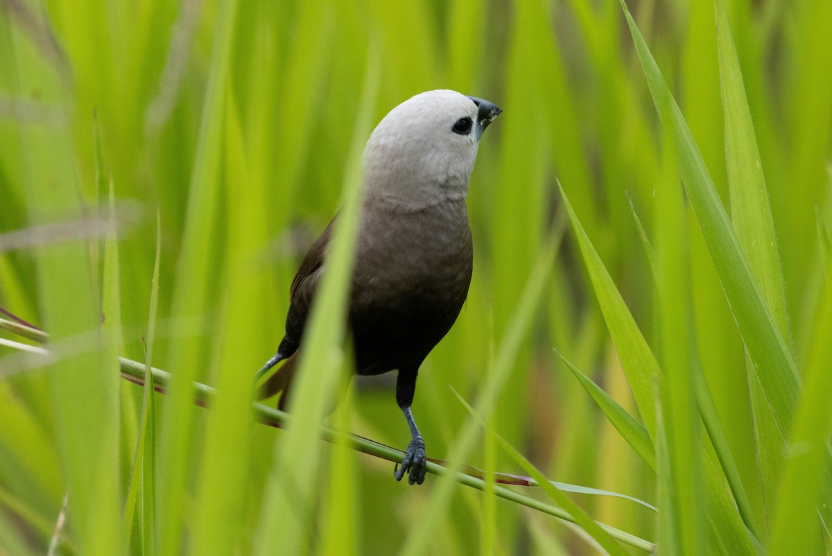 Gri Başlı Munya - ML644481063