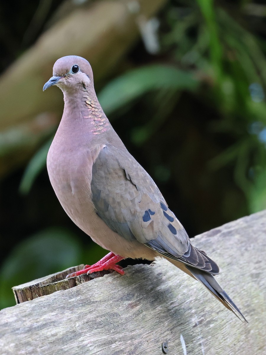 Eared Dove - ML644481071