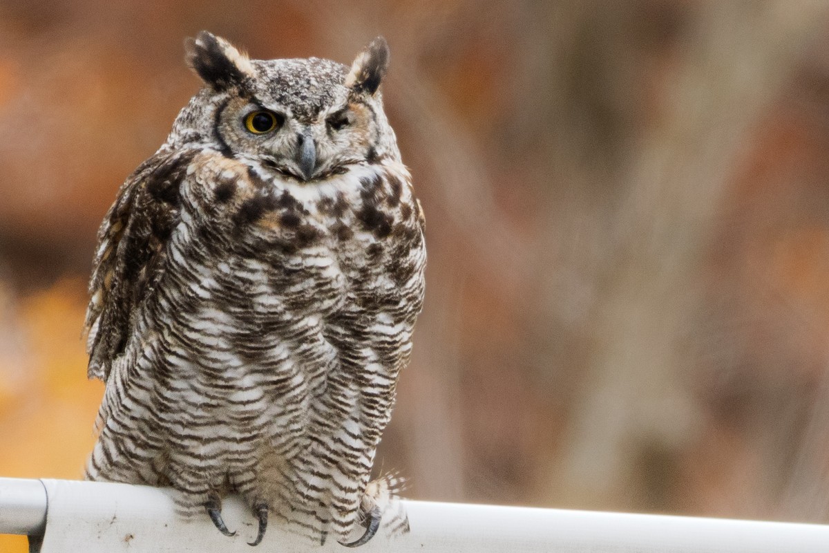 Great Horned Owl - ML644481086