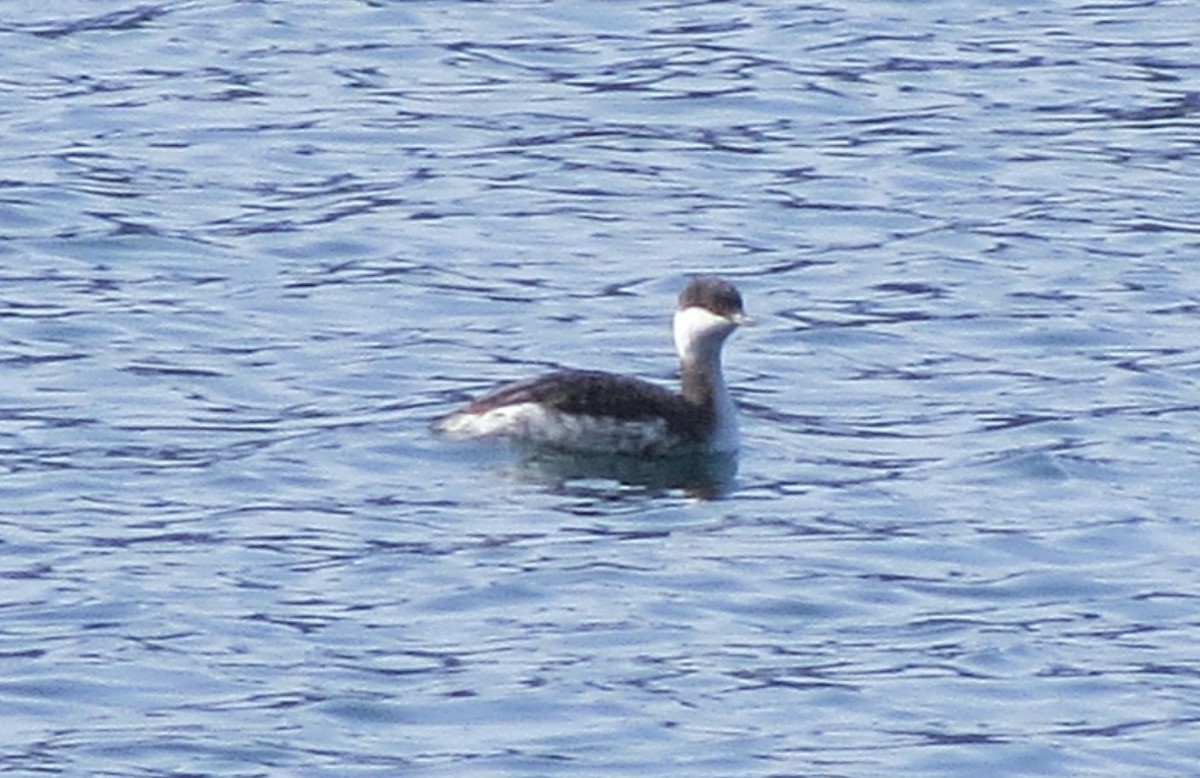 ミミカイツブリ - ML644481087