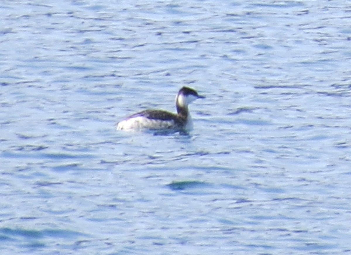 ミミカイツブリ - ML644481088