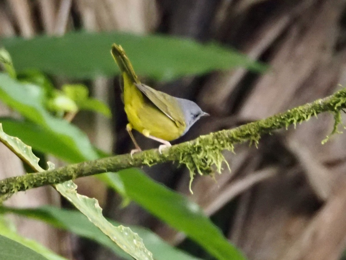 Mourning Warbler - ML644481094