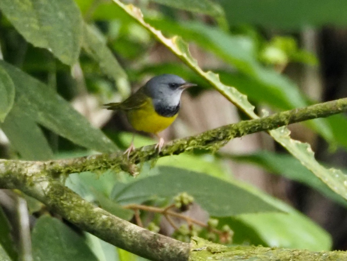 Mourning Warbler - ML644481095