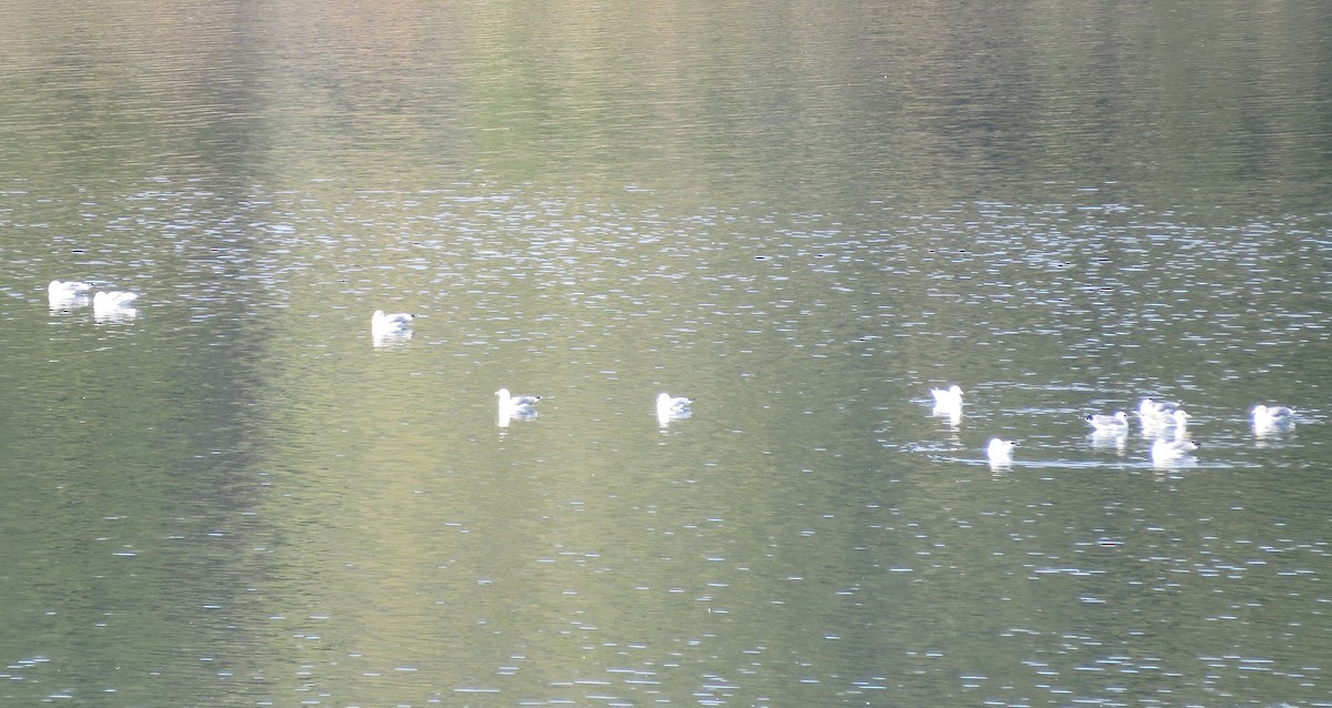 California Gull - ML644481109