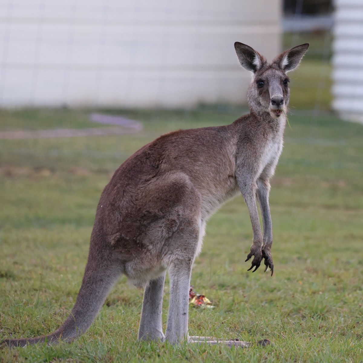 Eastern Grey Kangaroo - ML644481112