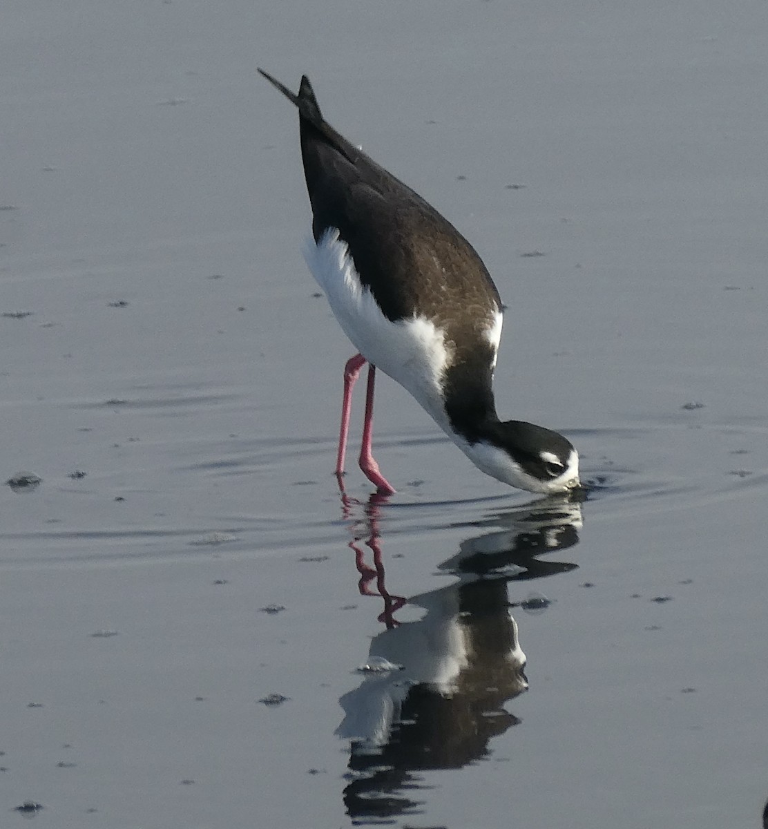 Schwarznacken-Stelzenläufer - ML644481115